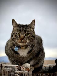 Lost Male Cat last seen Governor Miles and Dancing Ground, Santa Fe, NM 87507