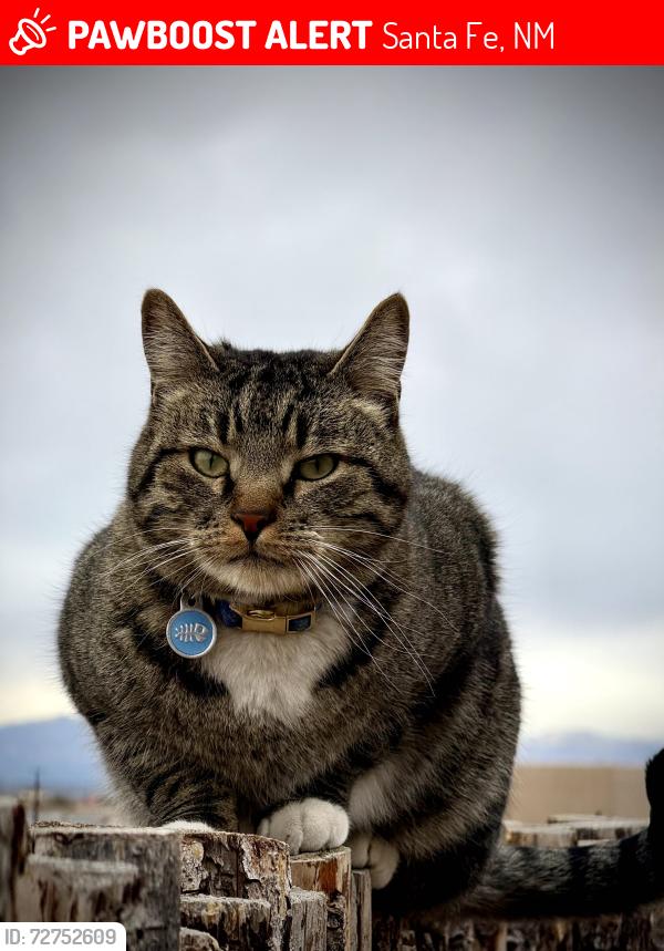 Lost Male Cat last seen Governor Miles and Dancing Ground, Santa Fe, NM 87507