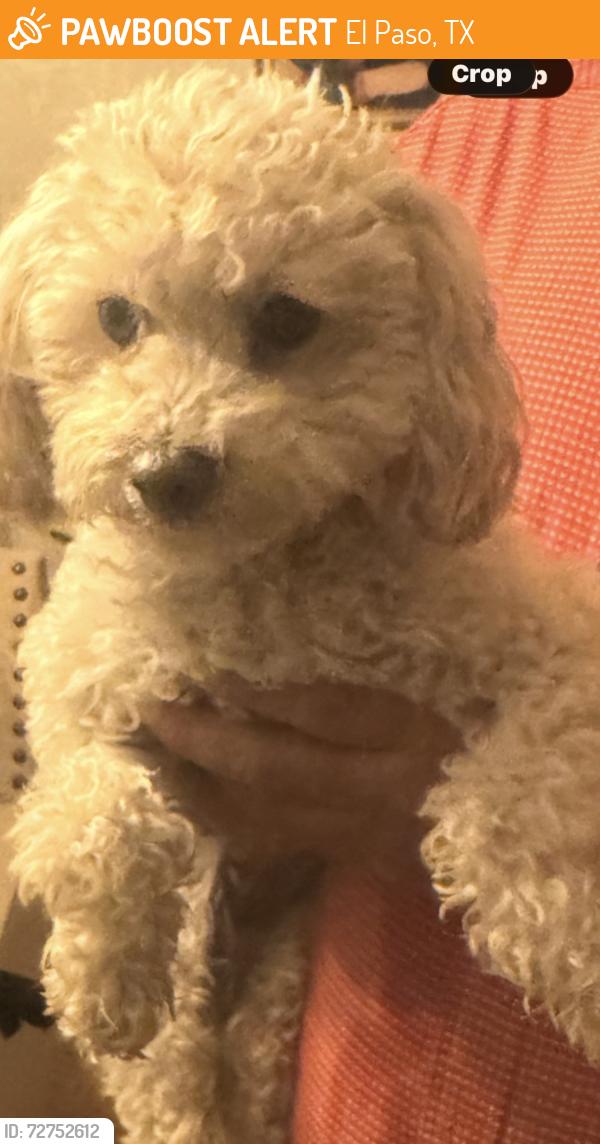Found/Stray Female Dog last seen Intersection of Doniphan Dr. and Mesa St., El Paso, TX 79922