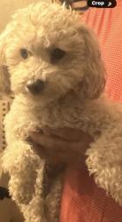 Found/Stray Female Dog last seen Intersection of Doniphan Dr. and Mesa St., El Paso, TX 79922