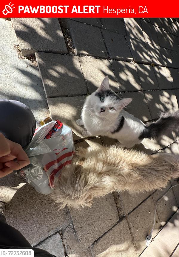 Lost Male Cat last seen Yucca Peach, Hesperia, CA 92345