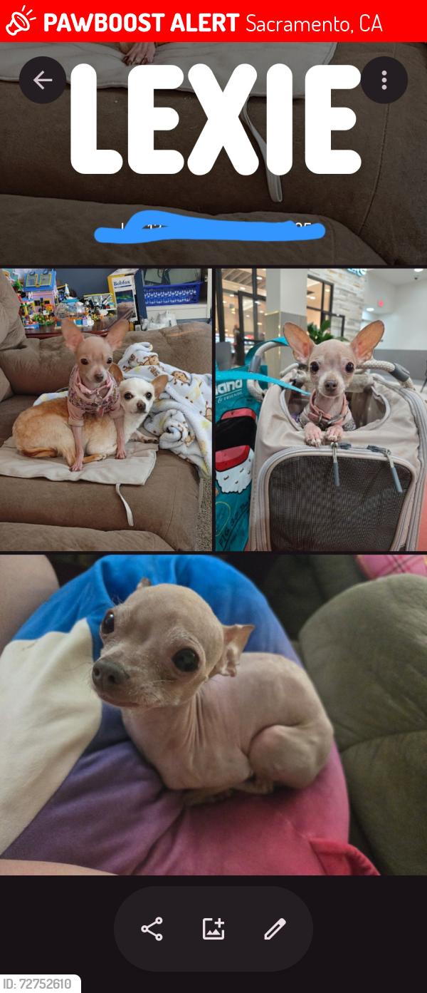 Lost Female Dog last seen CORNER OF WATT AVE. AND AUBURN BLVD BY THE DENNYS PARKING LOT, Sacramento, CA 95821