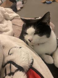 Lost Female Cat last seen Newton heath , Newton Heath, England M40