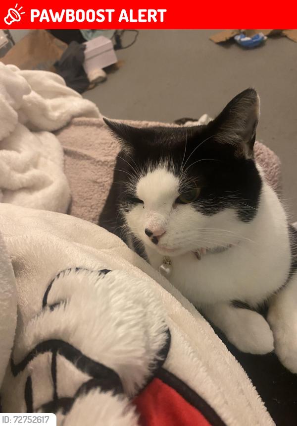 Lost Female Cat last seen Newton heath , Newton Heath, England M40
