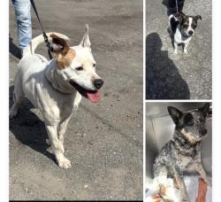 Found/Stray Unknown Dog last seen Gary Animal Control, Gary, IN 46402