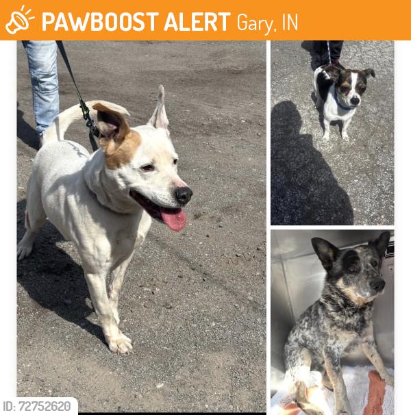 Found/Stray Unknown Dog last seen Gary Animal Control, Gary, IN 46402