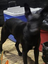 Found/Stray Male Dog last seen Julian, San Jose, CA 95112