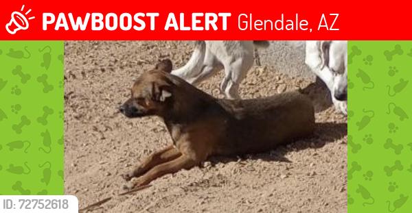 Lost Female Dog last seen Near Eugie Ave , Glendale, AZ 85304