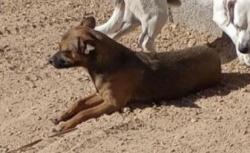 Lost Female Dog last seen Near Eugie Ave , Glendale, AZ 85304