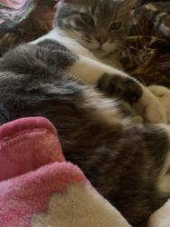 Lost Male Cat last seen Culver’s in Albertville, Albertville, AL 35951