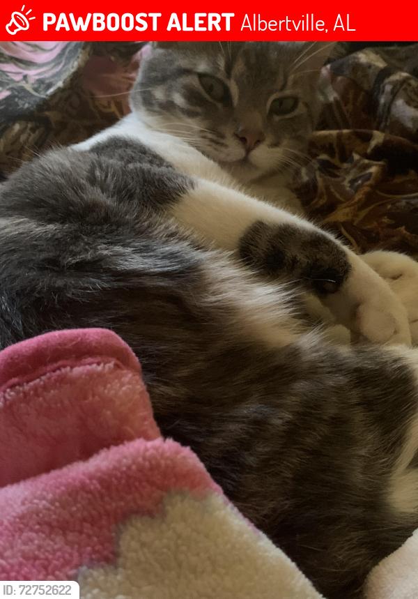 Lost Male Cat last seen Culver’s in Albertville, Albertville, AL 35951