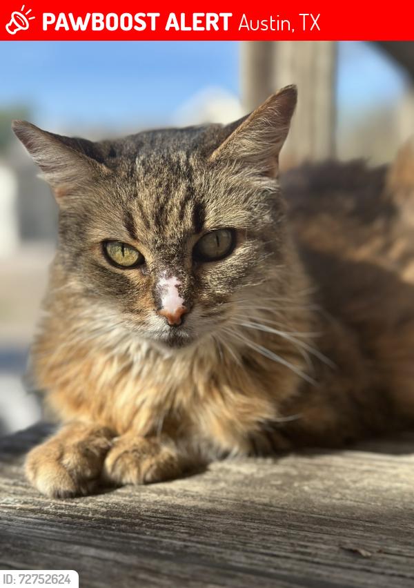 Lost Female Cat last seen Harris Park Ave x Elmwood Place, Austin, TX 78705
