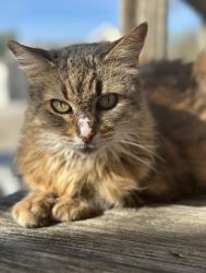 Lost Female Cat last seen Harris Park Ave x Elmwood Place, Austin, TX 78705