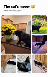 Lost Male Cat last seen 7th & Hudson, Vancouver, BC V6P 2Y5
