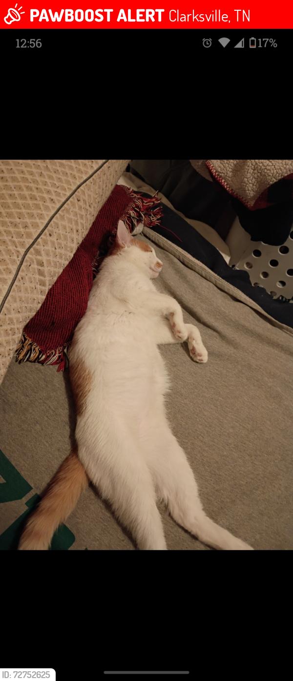 Lost Male Cat last seen Near Connemara Way, Clarksville, TN 37040