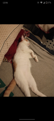 Lost Male Cat last seen Near Connemara Way, Clarksville, TN 37040