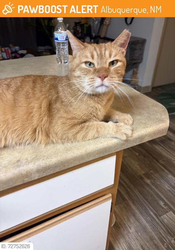 Found/Stray Male Cat last seen Universe blvd and Irving , Albuquerque, NM 87120