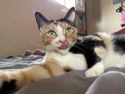 Lost Female Cat last seen Pheasant Dr. and Eagle Dr. , Buena Park, CA 90621