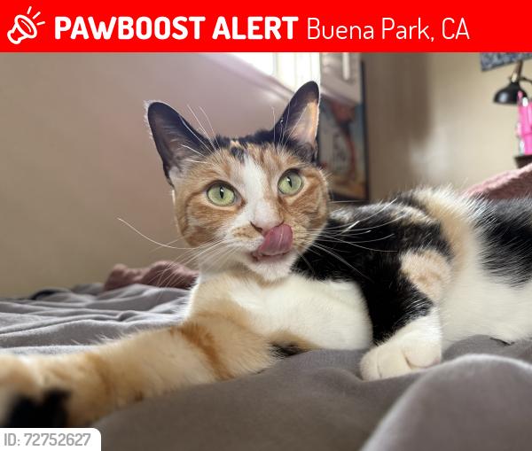 Lost Female Cat last seen Pheasant Dr. and Eagle Dr. , Buena Park, CA 90621