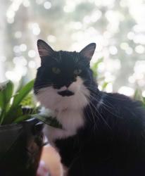 Lost Female Cat last seen Tanglewood and Wildwood , Wildwood, KY 40223