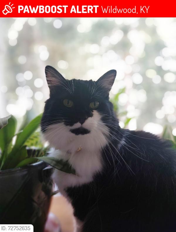 Lost Female Cat last seen Tanglewood and Wildwood , Wildwood, KY 40223