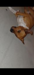 Found/Stray Male Dog last seen Sunset Villa apmts , Wasco, CA 93280