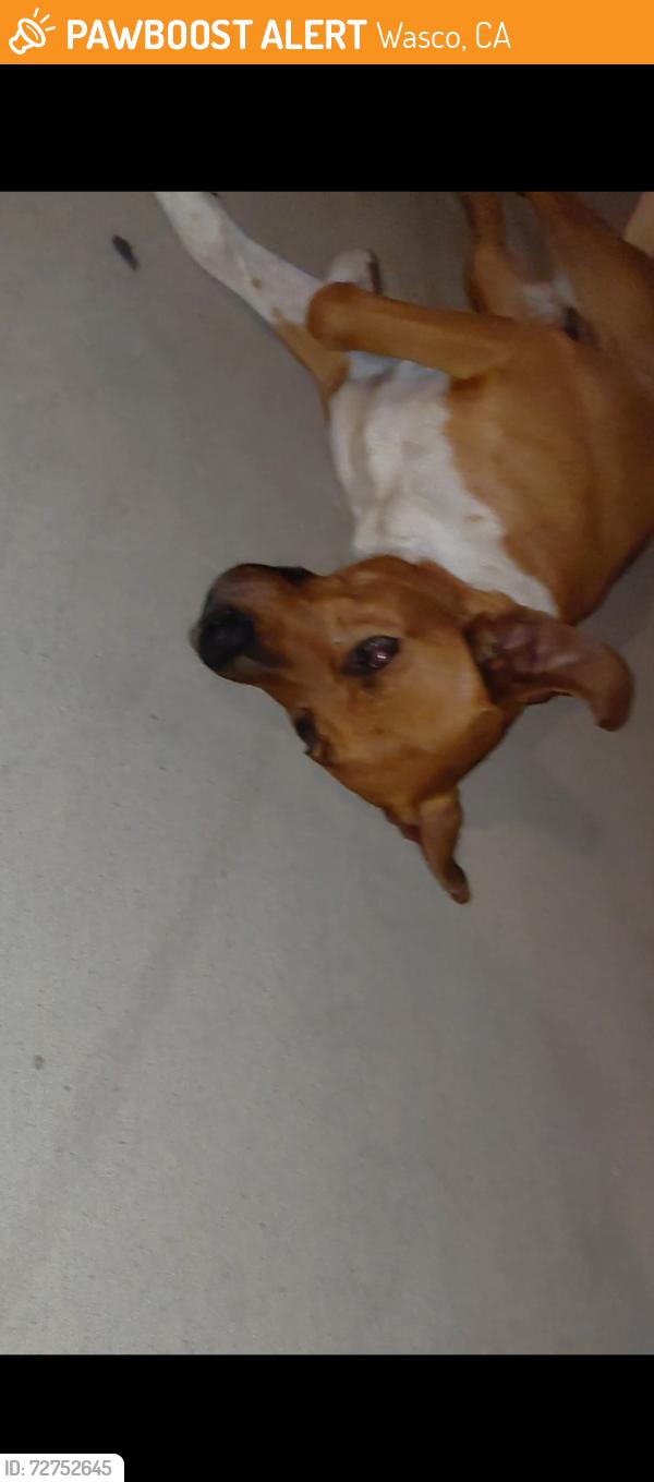 Found/Stray Male Dog last seen Sunset Villa apmts , Wasco, CA 93280