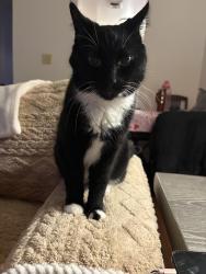 Lost Male Cat last seen Highland lake road  , Flat Rock, NC 28731