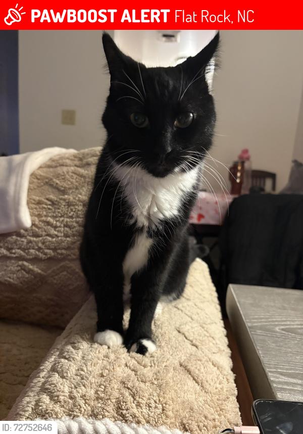 Lost Male Cat last seen Highland lake road  , Flat Rock, NC 28731