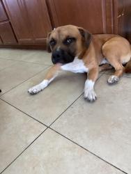Found/Stray Male Dog last seen 39th Ave and Augusta Dr, Phoenix, AZ 85051