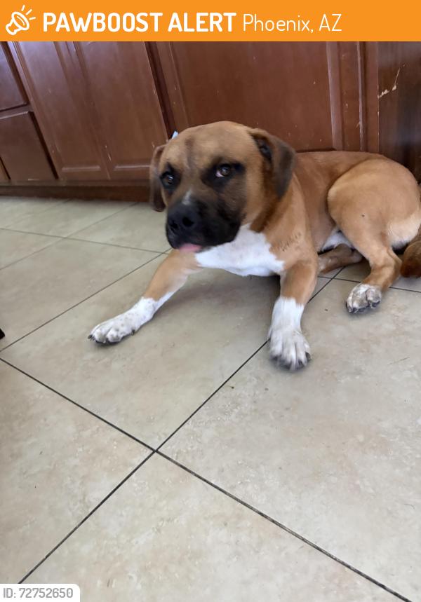 Found/Stray Male Dog last seen 39th Ave and Augusta Dr, Phoenix, AZ 85051