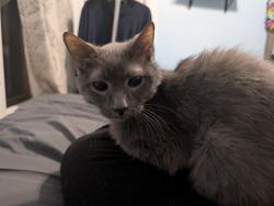 Lost Male Cat last seen North Ave and Napoleon St, Rockford, IL 61103