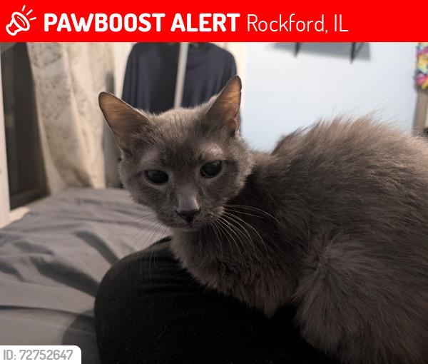 Lost Male Cat last seen North Ave and Napoleon St, Rockford, IL 61103