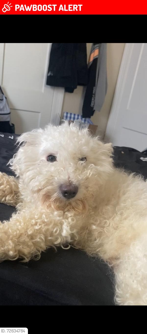 Lost Male Dog last seen Highland Woods Apts, Highland Springs, VA 23075