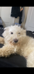 Lost Male Dog last seen Highland Woods Apts, Highland Springs, VA 23075