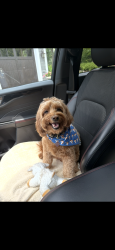 Lost Female Dog last seen Revere and Merton/hill, Glen Ellyn, IL 60137