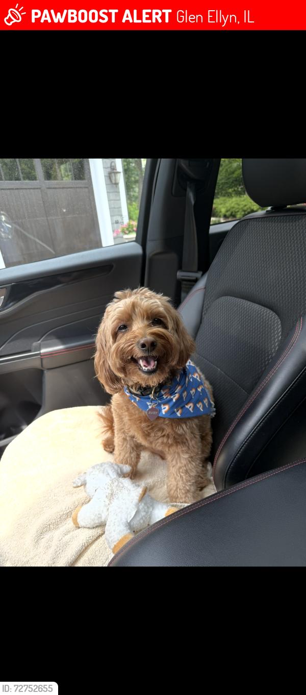 Lost Female Dog last seen Revere and Merton/hill, Glen Ellyn, IL 60137
