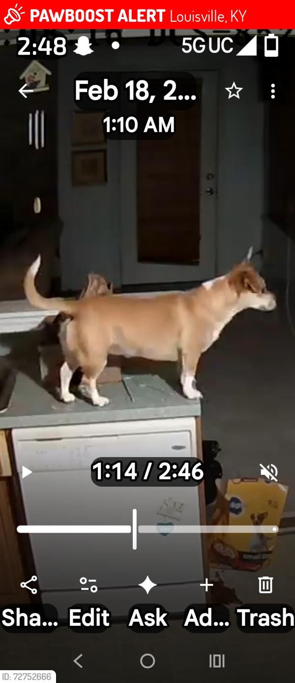 Lost Female Dog last seen Southside drive, Louisville, KY 40214
