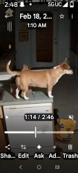 Lost Female Dog last seen Southside drive, Louisville, KY 40214