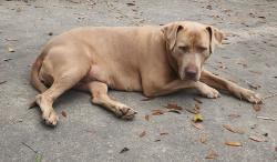 Lost Female Dog last seen Leonard Chapel Rd,  Baker Rd, Independence, LA 70443