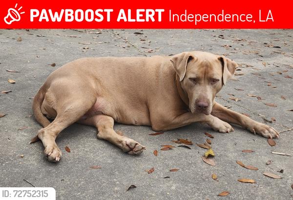 Lost Female Dog last seen Leonard Chapel Rd,  Baker Rd, Independence, LA 70443