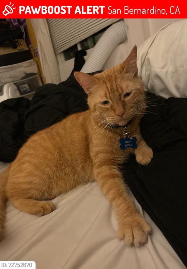 Lost Male Cat last seen Near starbucks, San Bernardino, CA 92401