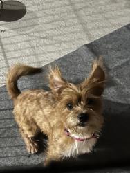Lost Female Dog last seen Treasure hills neighborhood , Harlingen, TX 78550