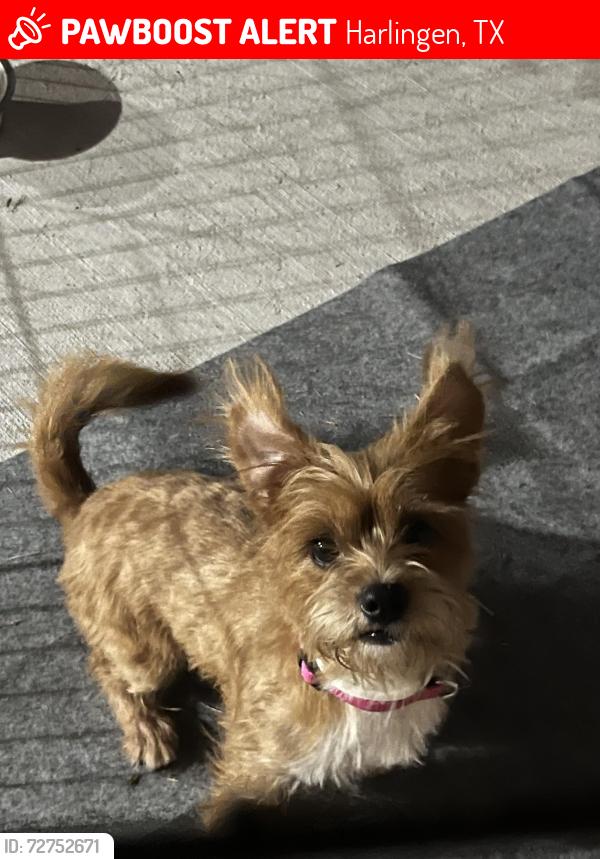 Lost Female Dog last seen Treasure hills neighborhood , Harlingen, TX 78550