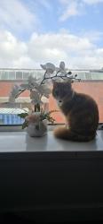 Reunited Female Cat last seen William Street  Accrington , Lancashire, England BB5 6DT