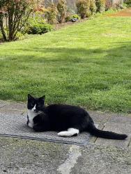 Lost Male Cat last seen crane creek country club, Boise, ID 83702