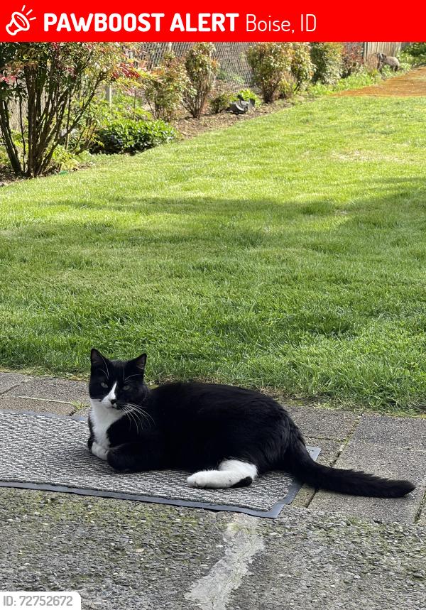 Lost Male Cat last seen crane creek country club, Boise, ID 83702