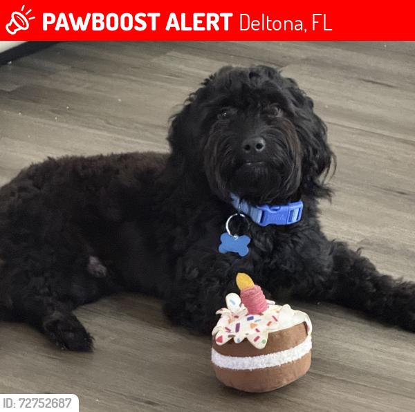 Lost Male Dog last seen Langan Ave & Fayson Circle Deltona, FL 32738, Deltona, FL 32738