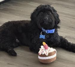 Lost Male Dog last seen Langan Ave & Fayson Circle Deltona, FL 32738, Deltona, FL 32738