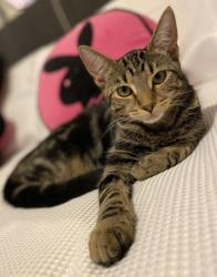 Lost Female Cat last seen Sydney street, Albion, VIC 3020